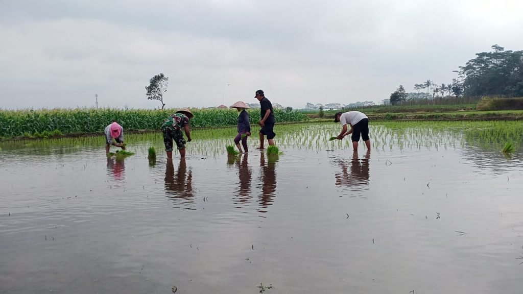 Malang Post Dukung Ketahanan Pangan Giatkan Tanam Padi Bersama