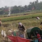 Susut 20 Ribu Ton Tahun Lalu, Produksi Padi Kabupaten Malang Surplus Triwulan Ini