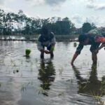 Pendampingan Babinsa Dongkrak Produksi Padi Petani Tungguwulung