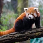 Lihat Red Panda, Konsul Jenderal Jepang ke Batu Screet Zoo