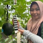 Mahasiswa Doktoral UB Temukan Melon Hitam: Broken White dan Sawwad Melon Varietas Kedua di Dunia