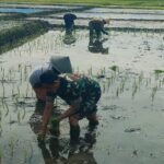 Babinsa Balearjosari Dukung Ketahanan Pangan Bersama Petani Masuk Musim Tanam Padi