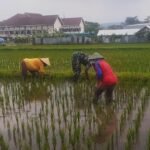 Kepedulian Babinsa Tanjungrejo Turun Ke Sawah Bantu Petani Musim Tanam Padi