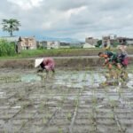 Dukung Swasembada Pangan, Babinsa Tunjungsekar Kecamatan Lowokwaru Bersama Petani Mulai Tanam Padi