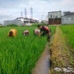 Babinsa Kebonsari Dukung Petani Capai Swasembada Pangan