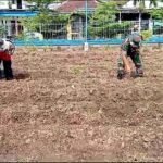 Babinsa Kedungkandang Dukung Ketahanan Pangan, Aktif Bantu Petani Tanam Ubi