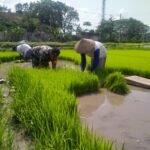 Babinsa Ciptomulyo Berikan Pendampingan, Tingkatkan Produktivitas Petani Padi