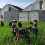 Gotong Royong Babinsa Bandungrejosari Tingkatkan Hasil Panen