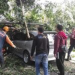 Sebuah Mobil Tertimpa Pohon Tumbang Setinggi 15 Meter