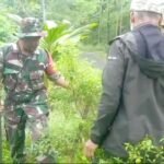 Babinsa Kasin Bersama Warga Tanam Pohon Keras Untuk Lestarikan Lingkungan