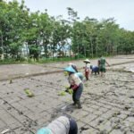 Babinsa Tunggulwulung Terus Aktif Dukung Ketahanan Pangan