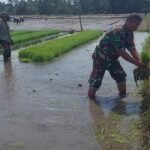 Peduli Ketahanan Nasional, Babinsa Pandanwangi Aktif Dampingi Petani di Sawah