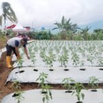 Dukung MBG, Tanam 11 Jenis Tanaman Hortikultura