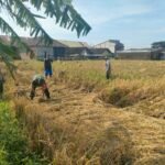 Babinsa Blimbing Bantu Panen, Tingkatkan Semangat dan Produktivitas Petani