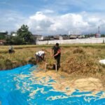 Dukung Ketahanan Pangan, Babinsa Tunggulwulung Bantu Petani Panen Padi