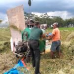 Pelda Priyo Bantu Petani Panen Padi Tingkatkan Ketahanan Pangan