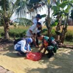 Panen Berkualitas di Pengubinan, Babinsa Gadang Kawal Proses Hasilkan Gabah Kering Terbaik