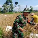 Gotong Royong Panen Padi Babinsa Mulyorejo Bersama Petani Dorong Kemandirian Pangan