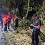 Sigap Babinsa Buring Evakuasi Pohon Tumbang Timpa Kendaraan