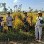 Panen Raya Bersama Petani, Babinsa Tlogowaru Wujudkan Kemanunggalan Tni Dan Rakyat