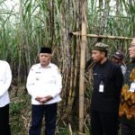 Inovasi Pertanian di Kabupaten Malang: Padi Melimpah, Tebu Jadi Primadona