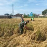 Komitmen Dukung Ketahanan Pangan, Babinsa Balearjosari Turun Sawah
