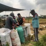 Panen Raya Bersama Babinsa Bakalkrajan Wujudkan Kedaulatan Pangan