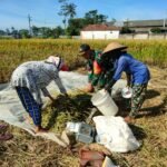 Babinsa Tlogowaru Perkuat Kedaulatan Pangan