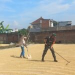 Babinsa Blimbing Bantu Petani Jaga Kualitas Gabah Kering