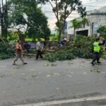 Babinsa Sukun Sigap Evakuasi Pohon Tumbang Wilayah Binaan