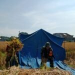 Aktif Dampingi Panen Padi Babinsa Bakalkrajan Jaga Kualitas Dan Harga Jual Gabah Terbaik