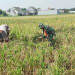 Panen Padi Lancar Berkat Dukungan Babinsa Tasikmadu