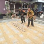 Babinsa Tlogowaru Dampingi Pengeringan dan Penggilingan Padi