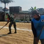 Sinergi Babinsa Blimbing Dan Petani Wujudkan Gabah Unggul