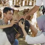 Periksa Kesehatan Hewan Kurban, Masyarakat Diminta Beli Hewan Sesuai Syariat