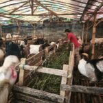 Lesunya Penjualan Hewan Kurban Ditengah Kenaikan Biaya Hidup