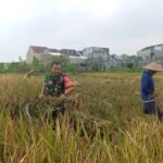 Babinsa Bandungrejosari Turun Sawah, Bantu Petani Panen Padi