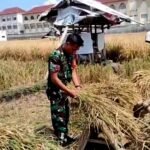 Babinsa Sumbersari Kuatkan Ketahanan Pangan Dan Kemanunggalan TNI - Rakyat