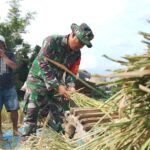 Babinsa Pandanwangi Dampingi Petani Panen Padi