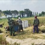 Babinsa Tasikmadu Aktif Bantu Petani Jaga Kualitas Padi