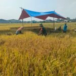 Babinsa Balearjosari Wujudkan Ketahanan Pangan Melalui Pendampingan Petani