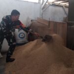 Jaga Kualitas Gabah Dengan Harga Terbaik, Babinsa Tunggulwulung Dampingi Pengeringan Padi