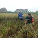 Wujud Nyata Kedaulatan Pangan,  Babinsa Mulyorejo Dampingi Petani Panen Padi