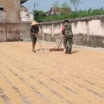 Babinsa Sawojajar Bantu Petani Keringkan Gabah Demi Jaga Kualitas Dan Stabilkan Harga