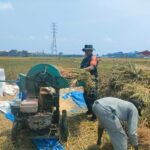 Babinsa Balearjosari Bantu Panen Padi, Dorong Kedaulatan Pangan Lewat Pendampingan Petani