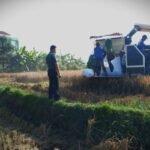 Babinsa Bakalankrajan Dampingi Petani Panen Padi Pakai Mesin Combine Harvester