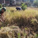 Babinsa Pandanwangi Turun Sawah Aktif Bantu Warga Panen Padi