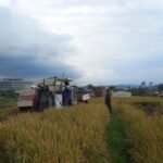 Babinsa Bakalankrajan Dampingi Panen Padi untuk Dukung Kesejahteraan Petani