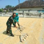 Babinsa Tlogowaru Dampingi Pengeringan dan Penggilingan Padi