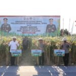 Polri Panen Jagung Bareng Petani Malang, Dorong Ketahanan Pangan Nasional